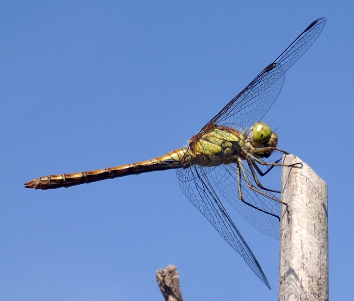 Sympetrum